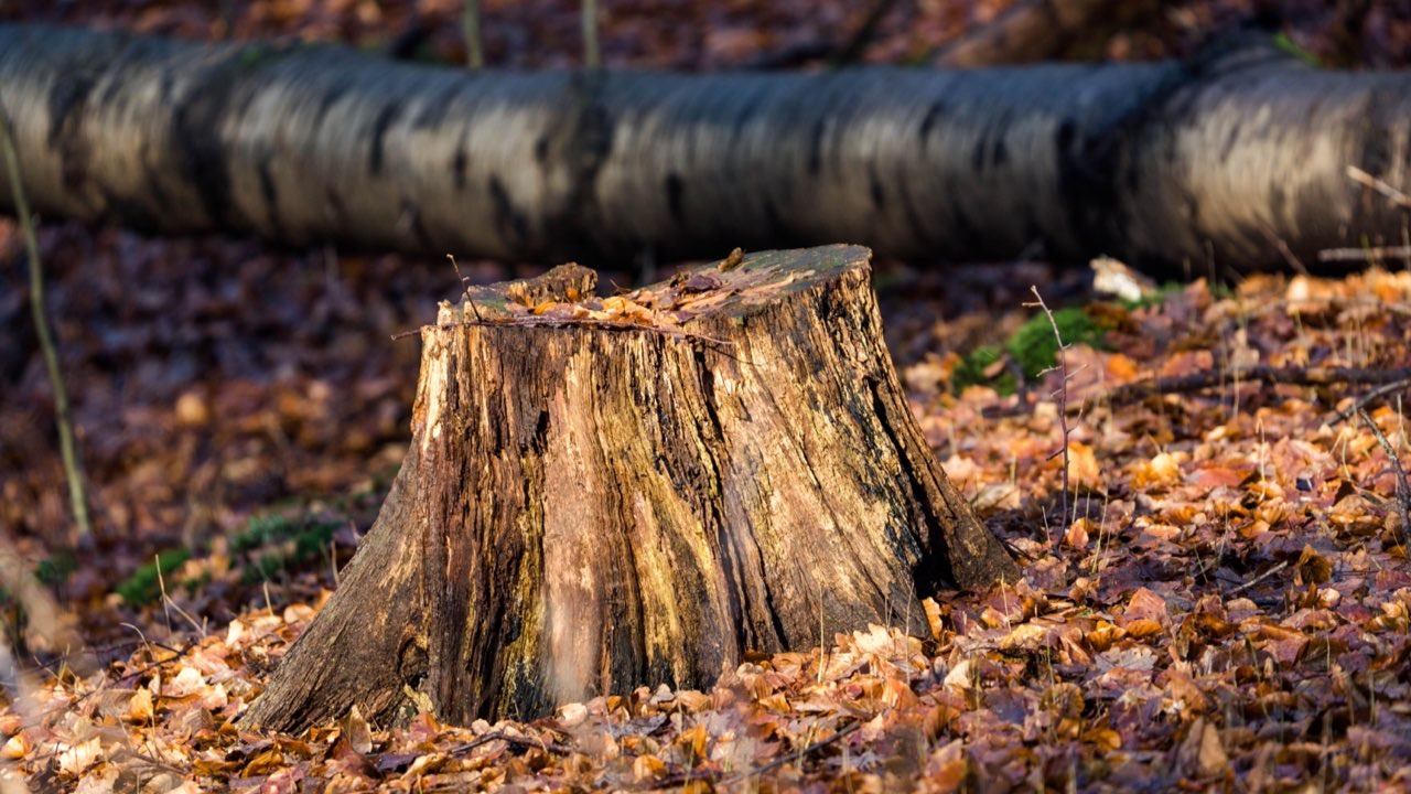The Signs Your Stump Grinder Teeth Need Replacing — and Why Waiting Costs More